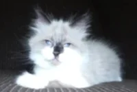 GG 3rd Generation RG