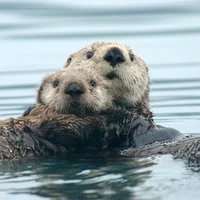 Sea otter