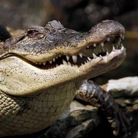 Crocodile