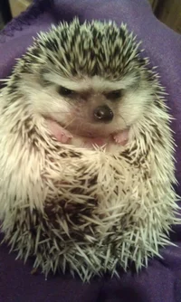 Grumpy hedgehog 