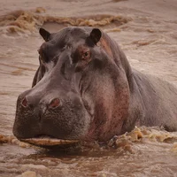 Hippopotamus