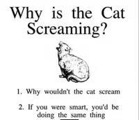 Screaming cat