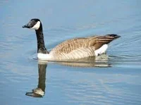 Canadian Geese