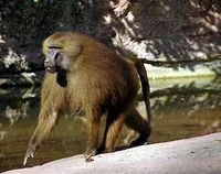 Baboon 2 