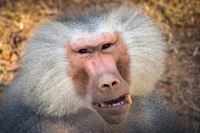baboon 6
