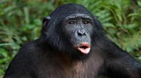 Bonobo