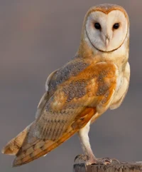 Barnowl