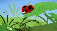 Mathseeds Ladybug