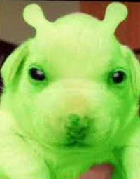 poopoo the alien pup