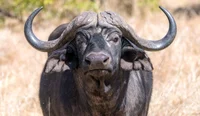 African buffalo