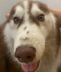 Zuki