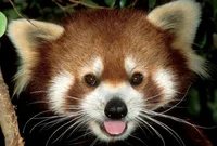 Red panda