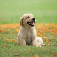 Your dog 