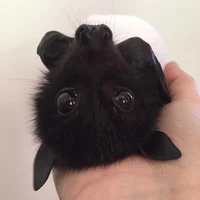 Bat