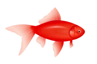 Fish 2