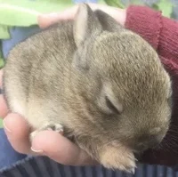 Baby Bunny