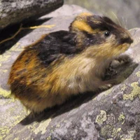 Lemming