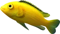 Fish 4