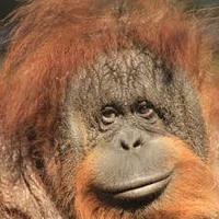Orangutan