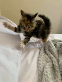 Therapy kitten