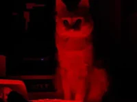 Grey demonic cat