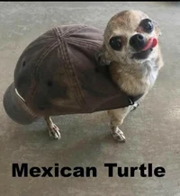 Mexican turtle 
