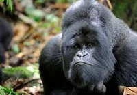Gorilla