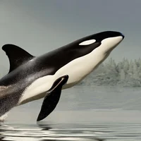 Ralph the Orca