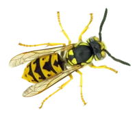 Wasp