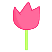 Pink Tulip