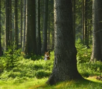 alive Fox plush-eng-