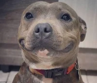 Pitbul Named Cupcake