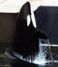 Kandu the orca
