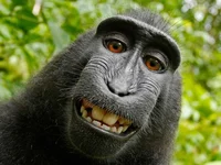 Monke