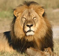 Male lion