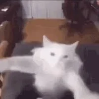 dancing cat