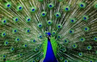 Male peacock
