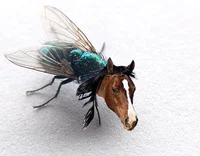 Horsefly