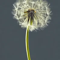 Officinale Taraxacum