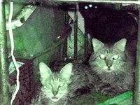 SCP 511 basement cat