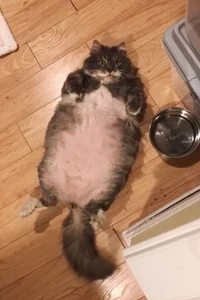 fat cat 
