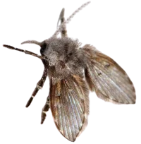 Drain fly