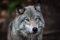 male wolf