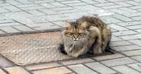 Abandoned Cat