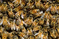 1000 bees