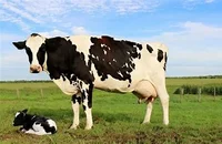 Cow