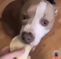 taco for dog