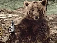 Wojtek Bear