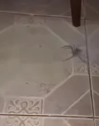 Immune Spider