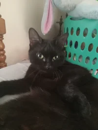 Junior the black Cat